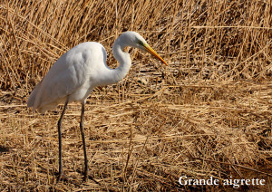 Grande aigrette