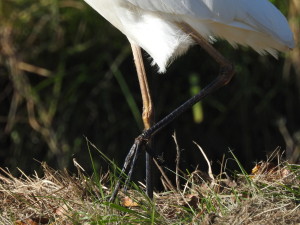 Grande aigrette-pattes