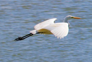 Grande aigrette-vol