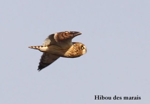 Hibou des marais