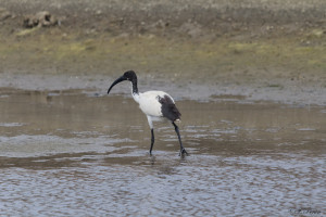 Ibis sacré