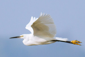 aigrette garzette