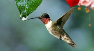 Colibri