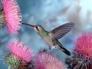 colibri