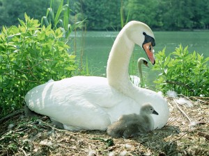 cygne