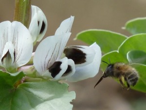 fève en fleur