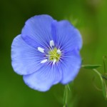 Fleur bleue