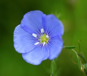 Fleur bleue
