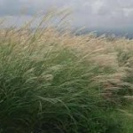 Miscanthus