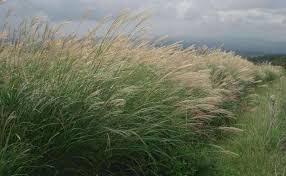 Miscanthus