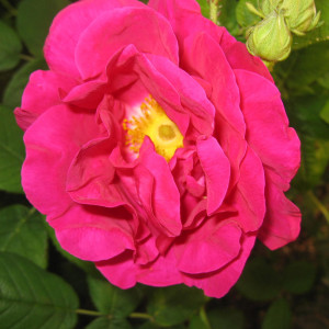 Rose de Provins