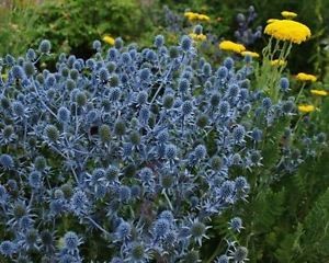 Eryngium