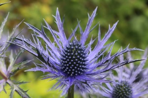 Eryngium Colbalt Star IMG_6437