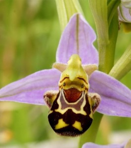 ophrys abeille