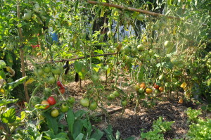 Tomates