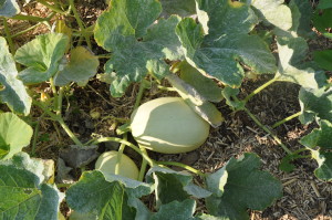 Courges spaghetti