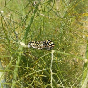 Chenilles de machaon (2)