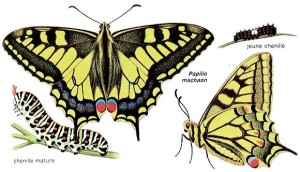 Machaon2