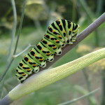 Chenille du machaon