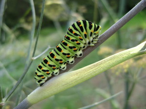 Chenille du machaon