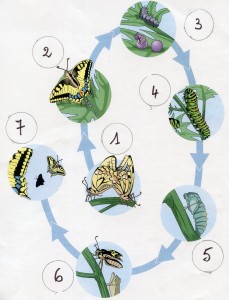 Cycle du papillon machaon