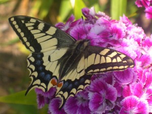 machaon