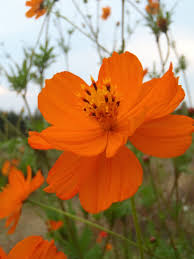 Cosmos sulfureux