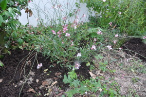 Gaura