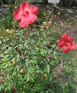 Hibiscus des marais (3)