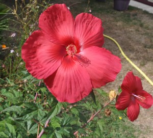 Hibiscus des marais (4)