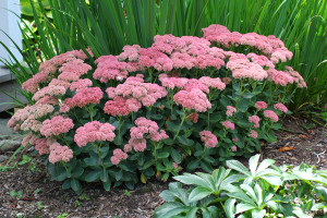 Sedum-Autumn-Joy