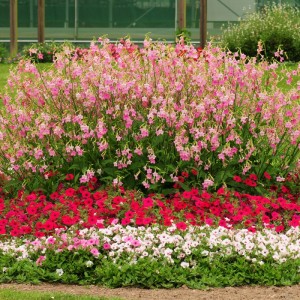 Tabac d'ornement nicotiana vedado