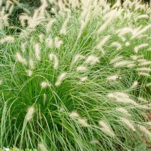 pennisetum