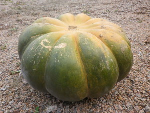 courge musquée