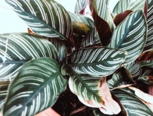 calathea