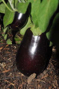 Aubergine (3)