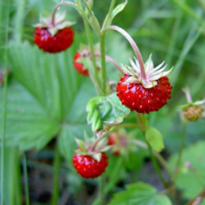 Fraises des bois