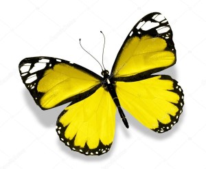 Papillon jaune
