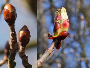 bourgeons-marronnier