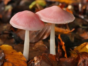 Champignon rose