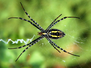 araignée1