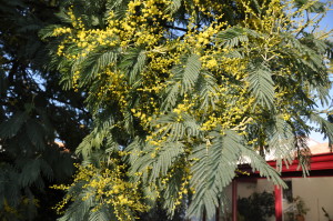 branche de mimosa fleuri