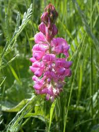 sainfoin