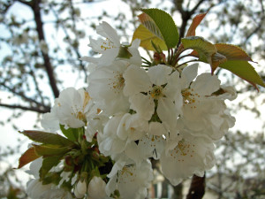 Cerisier en fleur