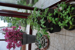 Plants de tomates