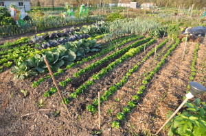 Jardin fin novembre