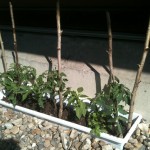 Tomates