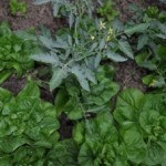 Tomates-de-Jean-Paul-21-avril-2011