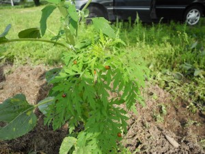 L'ambroisie, une plante exceptionnelle dans la lutte biologique