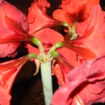 Amaryllis